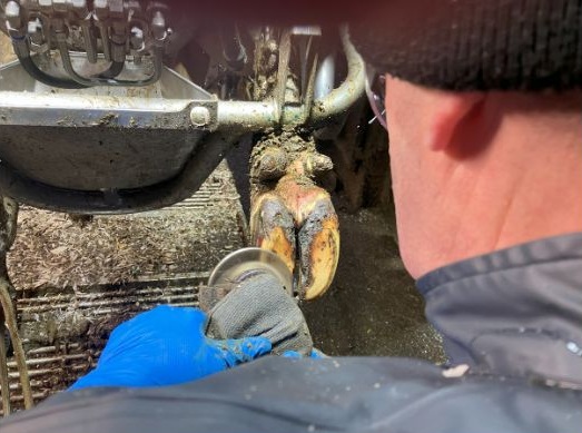 Hoof trimmer using a grinder to carefully remove excess sole thickness from a cow's hoof.